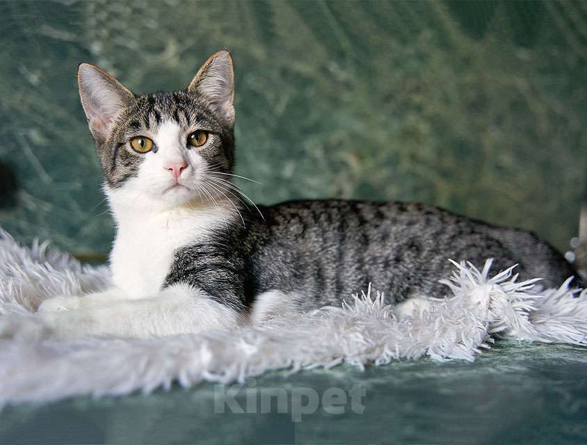 Кошки в Москве: Трогательный, нежный котенок-подросток Месси ищет дом Мальчик, Бесплатно - фото 9