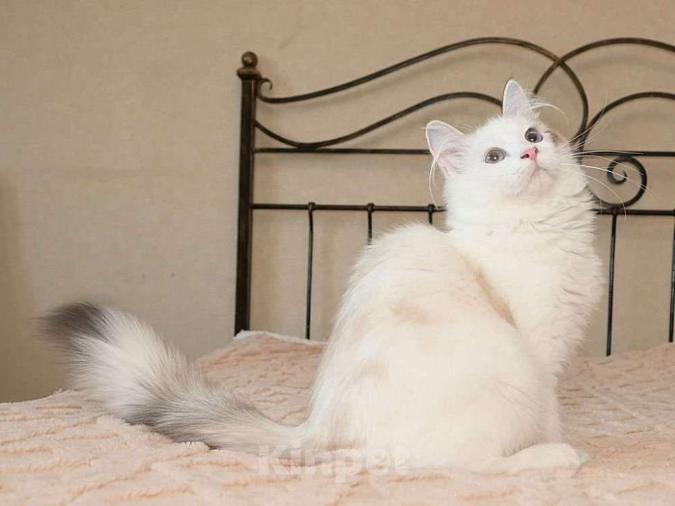 Кошки в Москве: Продаются сибирские и невские маскарадные котята Девочка, Бесплатно - фото 3