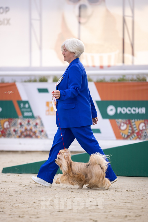 Собаки в Пензе: Приглашение на вязку Мальчик, Бесплатно - фото 3