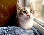 Кошки в Москве: Котенлк Арсений ищет дом Мальчик, Бесплатно - фото 5