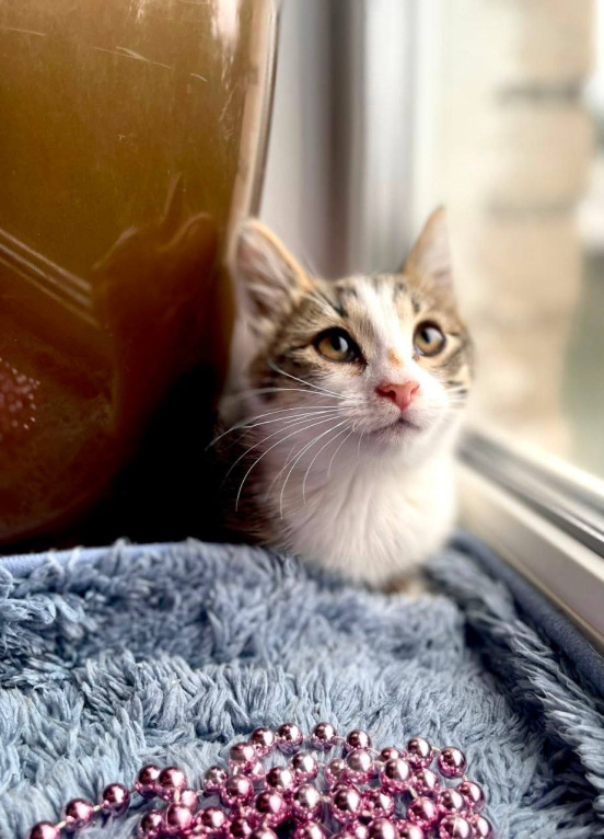 Кошки в Москве: Котенлк Арсений ищет дом Мальчик, Бесплатно - фото 5