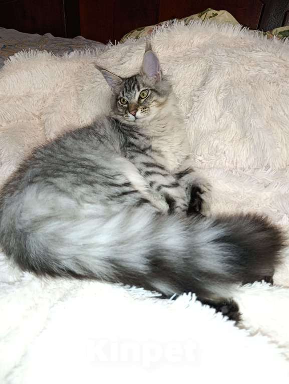 Кошки в Москве: Котенок Мейн кун. Мальчик, 60 000 руб. - фото 9