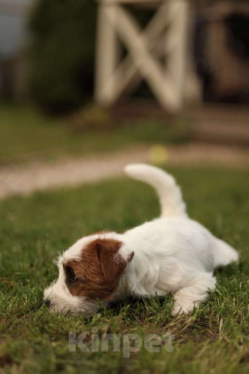 Собаки в Москве: Девочка джек рассел терьер Девочка, 30 000 руб. - фото 3