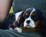 Собаки в Долгопрудном: Щенки Кавалер кинг чарльз спаниель.  Мальчик, 40 000 руб. - фото 2