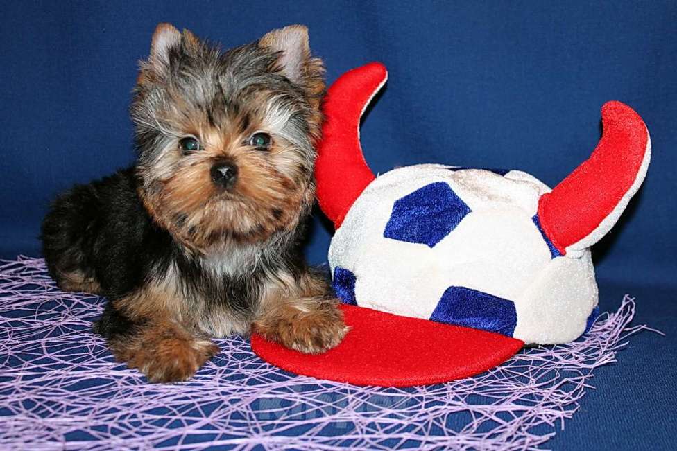 Собаки в Москве: Стандартный мальчик Йоркширского терьера. Мальчик, 80 000 руб. - фото 4