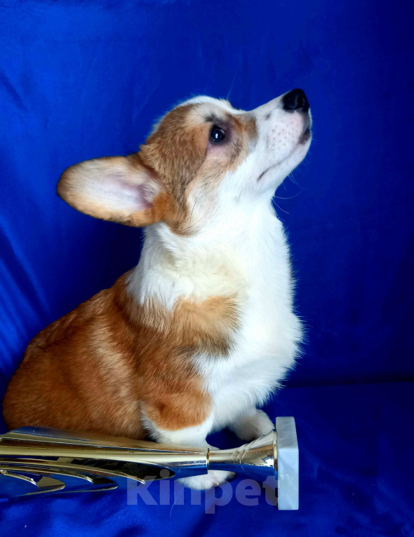 Собаки в Москве: Просто красавчик Мальчик, 40 000 руб. - фото 2