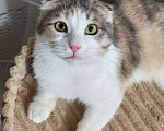 Кошки в Москве: Вислоухая кошечка ищет дом Девочка, Бесплатно - фото 3