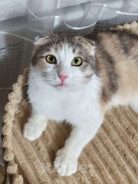 Кошки в Москве: Вислоухая кошечка ищет дом Девочка, Бесплатно - фото 3