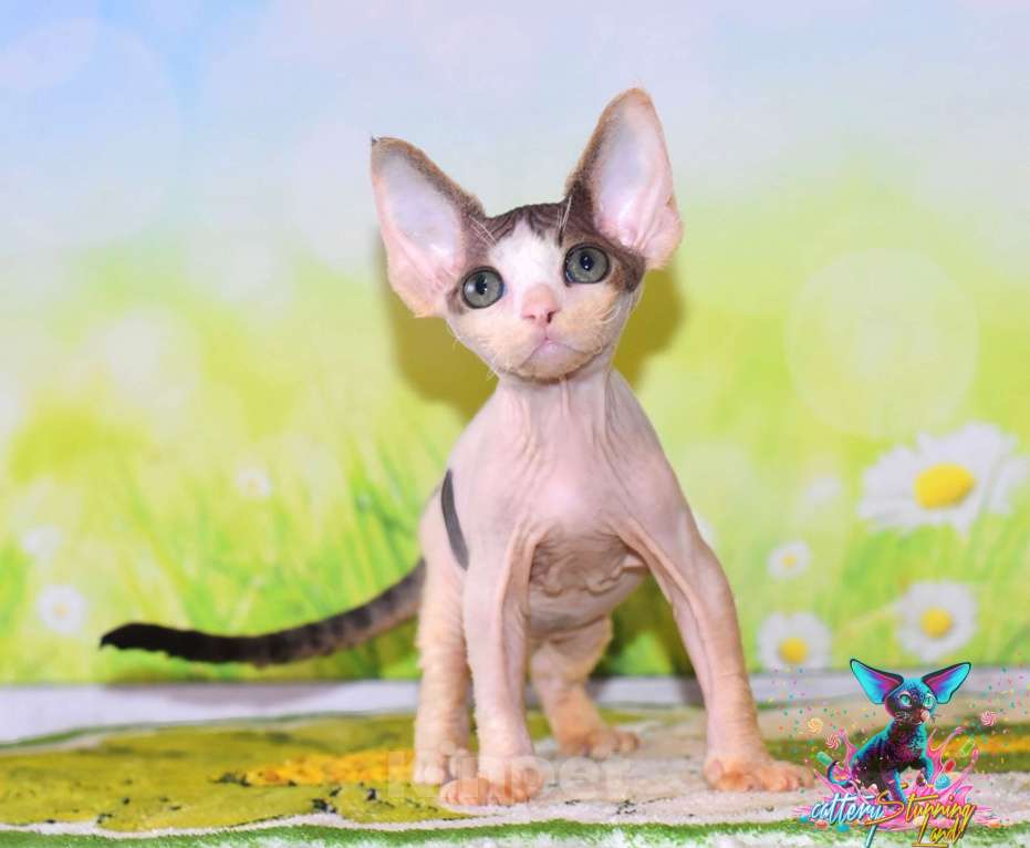 Кошки в Москве: Мальчик черный арлекин Мальчик, 60 000 руб. - фото 1