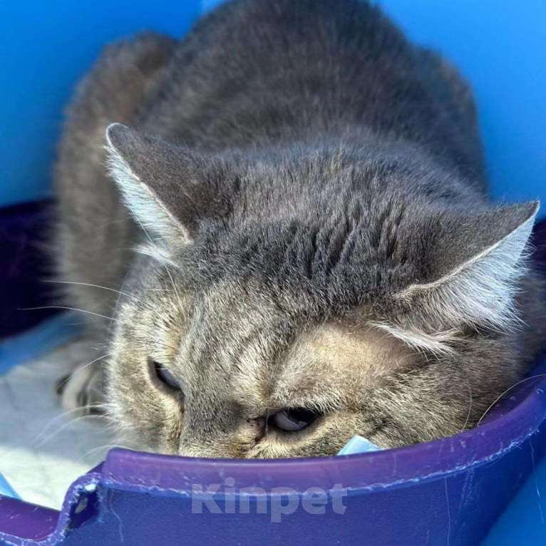 Кошки в Москве: Из-за глазок никто не хочет ее брать Девочка, Бесплатно - фото 3