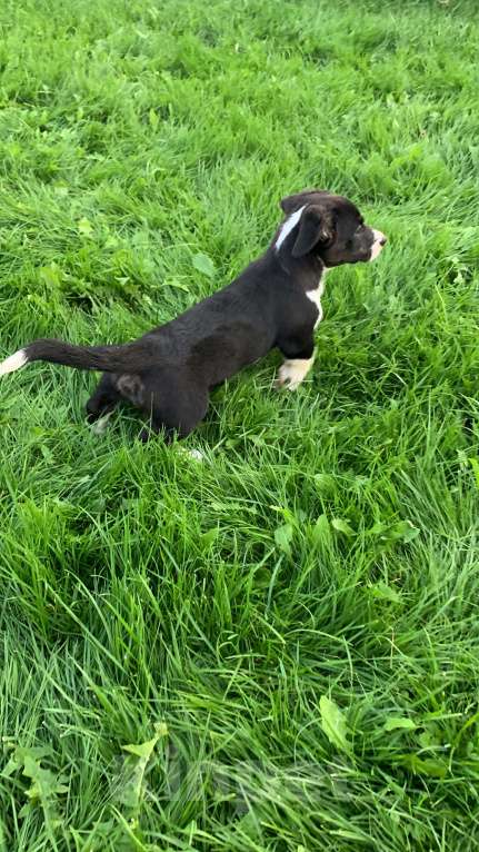 Собаки в Новосибирске: Вельш-корги Мальчик, 30 000 руб. - фото 3