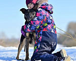 Собаки в Москве: Микро-овчарка, 14 кг в добрые руки Девочка, Бесплатно - фото 3