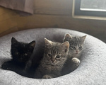 Кошки в Новочеркасске: Котята в добрые руки Девочка, Бесплатно - фото 1