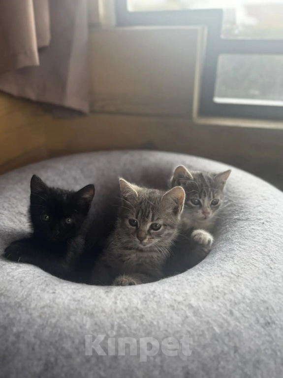 Кошки в Новочеркасске: Котята в добрые руки Девочка, Бесплатно - фото 1
