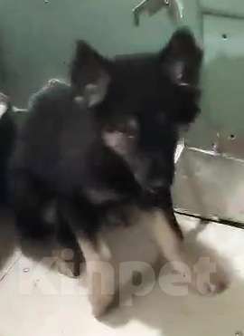 Собаки в Москве: Ищем дом щенкам метисикам Мальчик, Бесплатно - фото 5