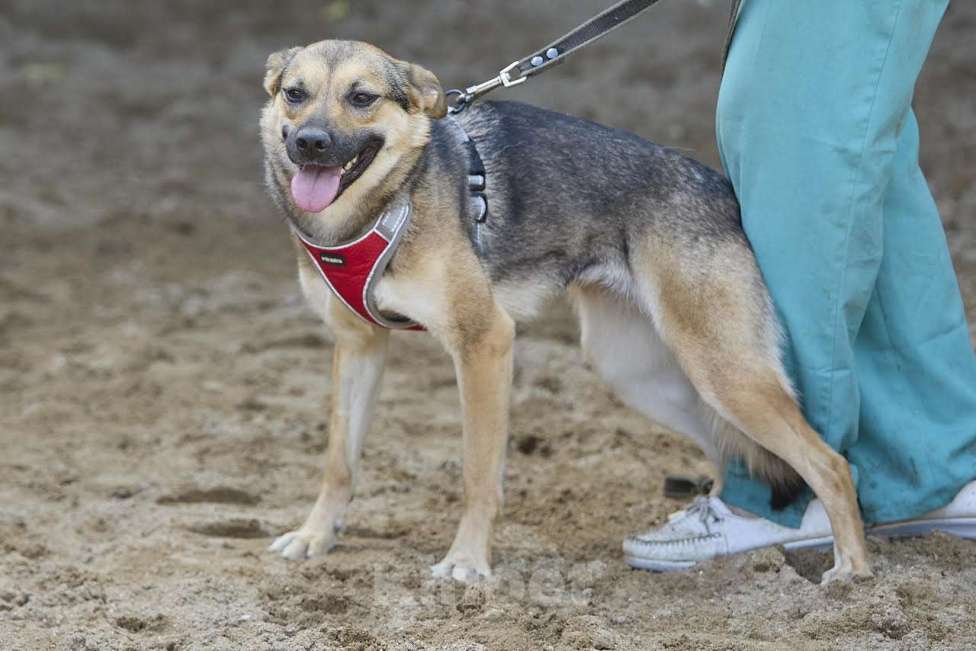 Собаки в Москве: Ода - заразит своей улыбкой Девочка, Бесплатно - фото 6