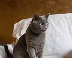 Кошки в Москве: Ласковый красавец голубого окраса Серый ищет дом Мальчик, 1 руб. - фото 8