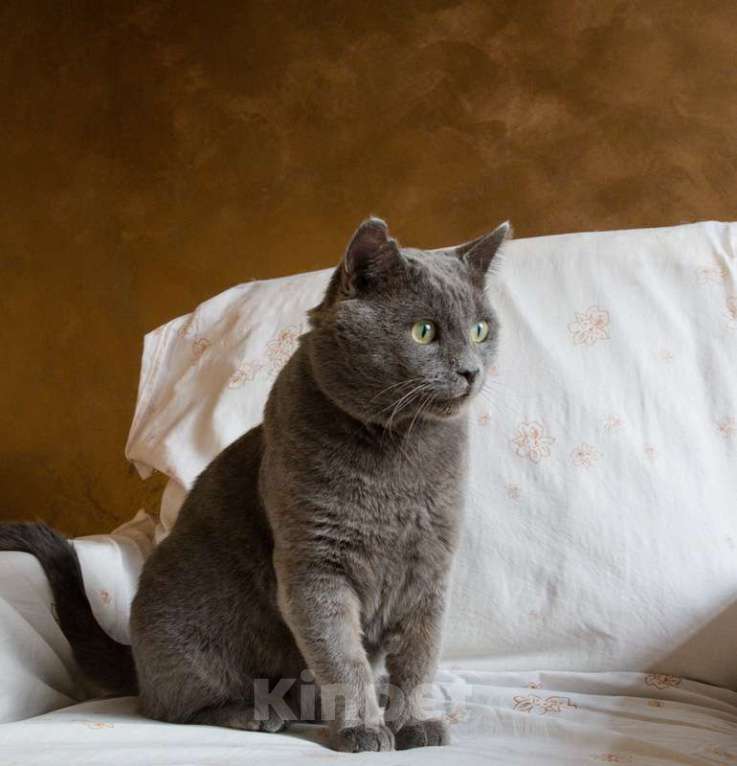 Кошки в Москве: Ласковый красавец голубого окраса Серый ищет дом Мальчик, 1 руб. - фото 8