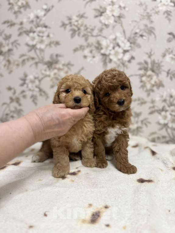 Собаки в Новосибирске: Той пудель, щенки Мальчик, 50 000 руб. - фото 4