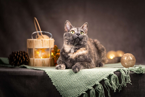 Ася — красавица с редким окрасом