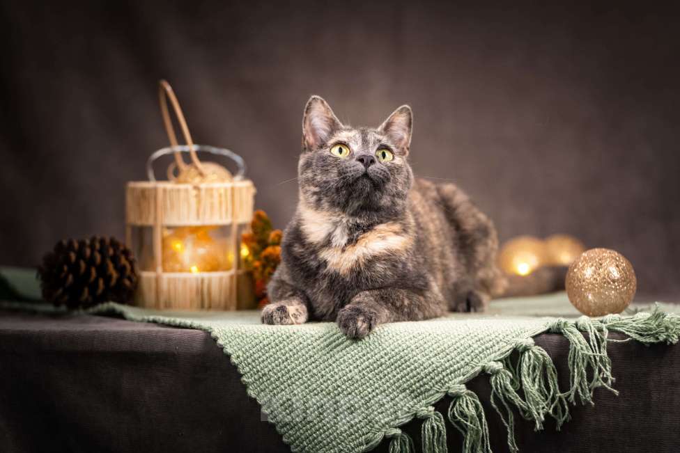 Кошки в Клине: Ася — красавица с редким окрасом Девочка, Бесплатно - фото 1