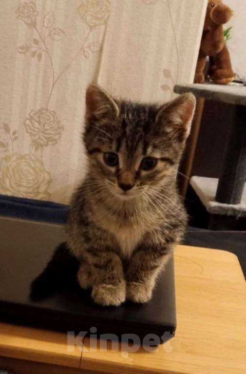 Кошки в Дубне: Отдам котенка в добрые руки Девочка, Бесплатно - фото 2