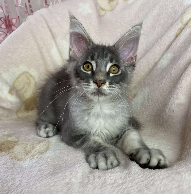 Кошки в Дмитрове: Голубая серебристая мраморная девочка мейн кун Candi Девочка, 15 000 руб. - фото 1