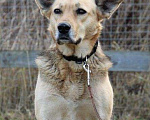 Собаки в Москве: Собака, которая познала Дзен ищет дом Девочка, Бесплатно - фото 2