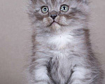 Кошки в Ливны: Шикарные котята Невской маскарадной, 10 000 руб. - фото 2