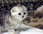 Кошки в Москве: Купить Шотландского Вислоухого или Прямоухого Котёнка в Москве в Питомнике кошек «SILVER SHARM» Девочка, 30 000 руб. - фото 3