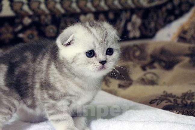 Кошки в Москве: Купить Шотландского Вислоухого или Прямоухого Котёнка в Москве в Питомнике кошек «SILVER SHARM» Девочка, 30 000 руб. - фото 3