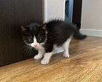 Кошки в Новосибирске: Котенок в добрые руки Девочка, Бесплатно - фото 1