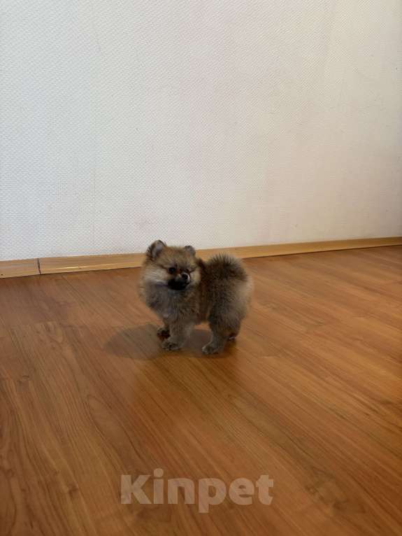 Собаки в Санкт-Петербурге: Мини девочка померанского шпица, Линда  Девочка, 50 000 руб. - фото 5