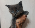 Кошки в Соколе: Котенок продажа Девочка, 35 000 руб. - фото 1