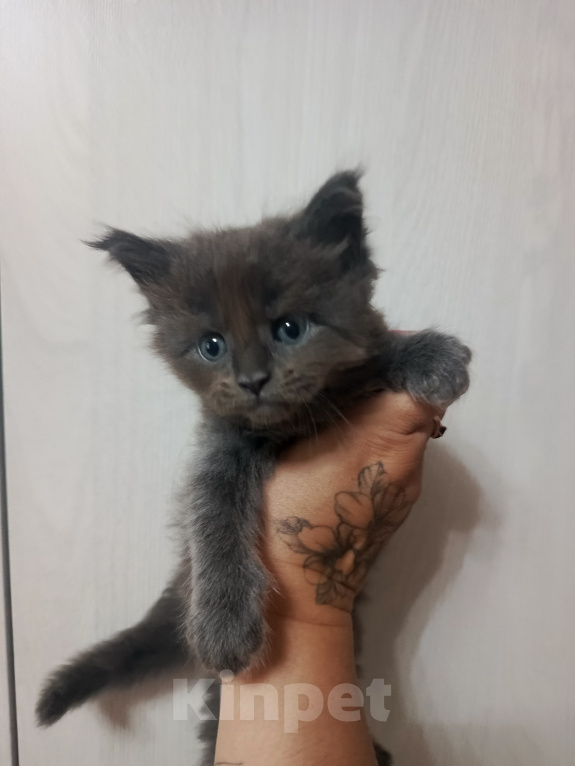 Кошки в Соколе: Котенок продажа Девочка, 35 000 руб. - фото 1