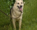 Собаки в Москве: Лео Мальчик, Бесплатно - фото 2