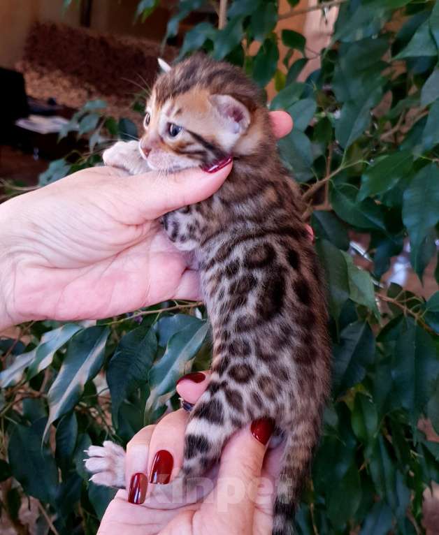 Кошки в Симферополе: Бенгальская девочка  Девочка, 30 000 руб. - фото 2
