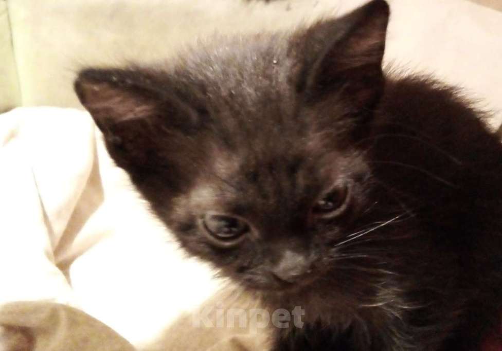 Кошки в Москве: 🔵 ( Рокки  Фил )  –  Игривый  и  ласковый  домашний  котёнок  –  любящим  людям Мальчик, Бесплатно - фото 3