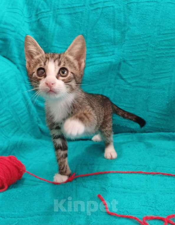 Кошки в Санкт-Петербурге: Маленькие красивые котята ищут дом Мальчик, Бесплатно - фото 5