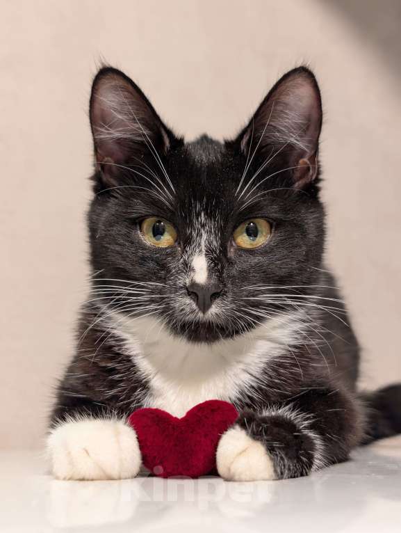 Кошки в Ижевске: Бездомный котенок ищет семью Девочка, Бесплатно - фото 1