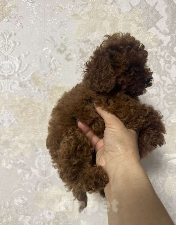 Собаки в Москве: Той-пудель тикап Девочка, 150 000 руб. - фото 2