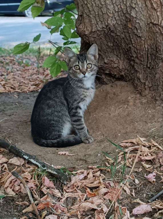Кошки в Москве: Ищут дом трое котят. Мальчик, Бесплатно - фото 5