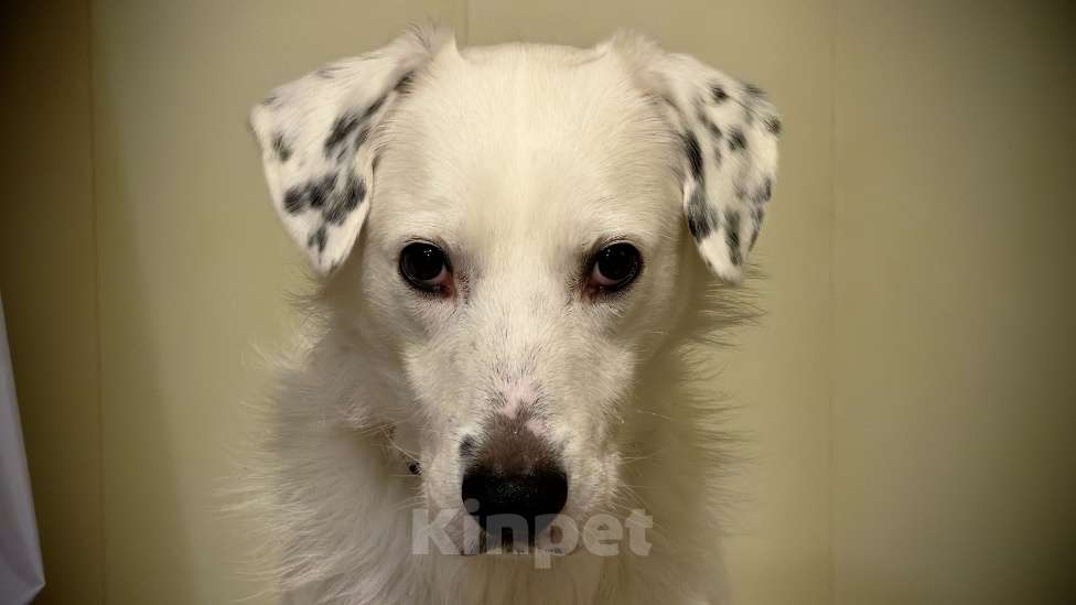 Собаки в Москве: В добрые руки Мальчик, Бесплатно - фото 9