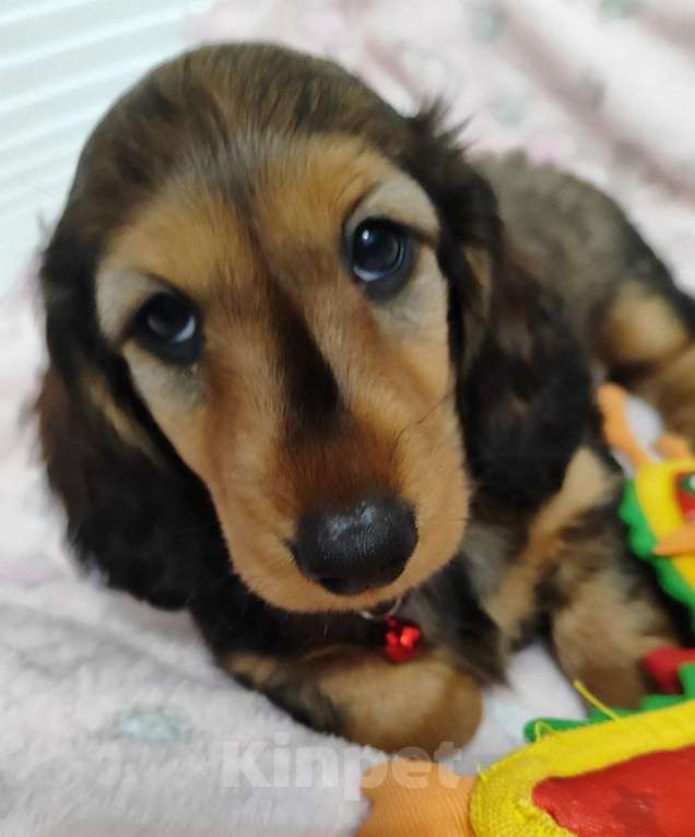 Собаки в Рязани: Предлагаю щенков таксы стандартной длинношерстной от красивой пары чемпионов. Мальчик, 50 000 руб. - фото 9