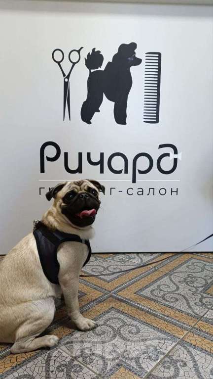 Собаки в Красноярске: Мопс в хорошие/добрые руки Мальчик, 15 000 руб. - фото 4