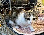 Кошки в Санкт-Петербурге: Трехцветочка котенок в дар  Девочка, Бесплатно - фото 2