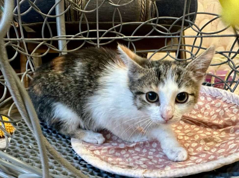 Кошки в Санкт-Петербурге: Трехцветочка котенок в дар  Девочка, Бесплатно - фото 2