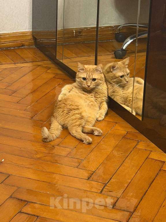 Кошки в Волгограде: Потерялся рыжий кот! Мальчик, 10 000 руб. - фото 3