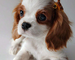 Собаки в других городах Московской области: Мальчик кавалер Кинг Чарльз спаниель Мальчик, 70 000 руб. - фото 5