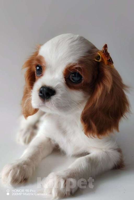 Собаки в других городах Московской области: Мальчик кавалер Кинг Чарльз спаниель Мальчик, 70 000 руб. - фото 5